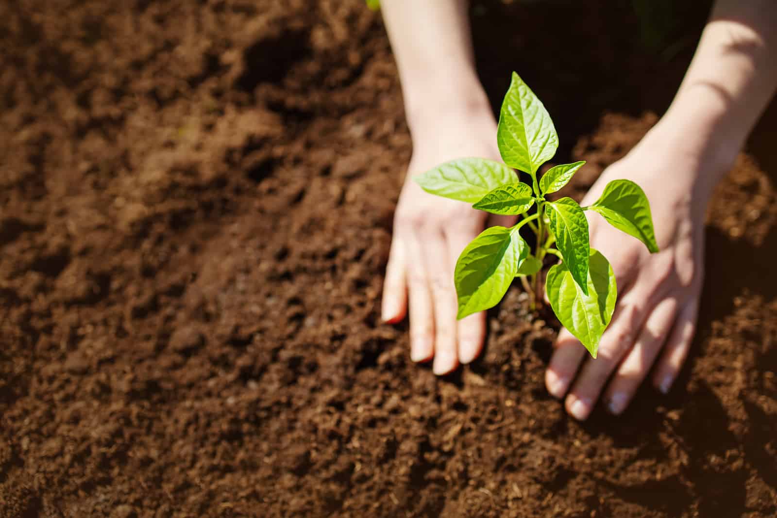  woman taking care of a pepper seedling in the soil