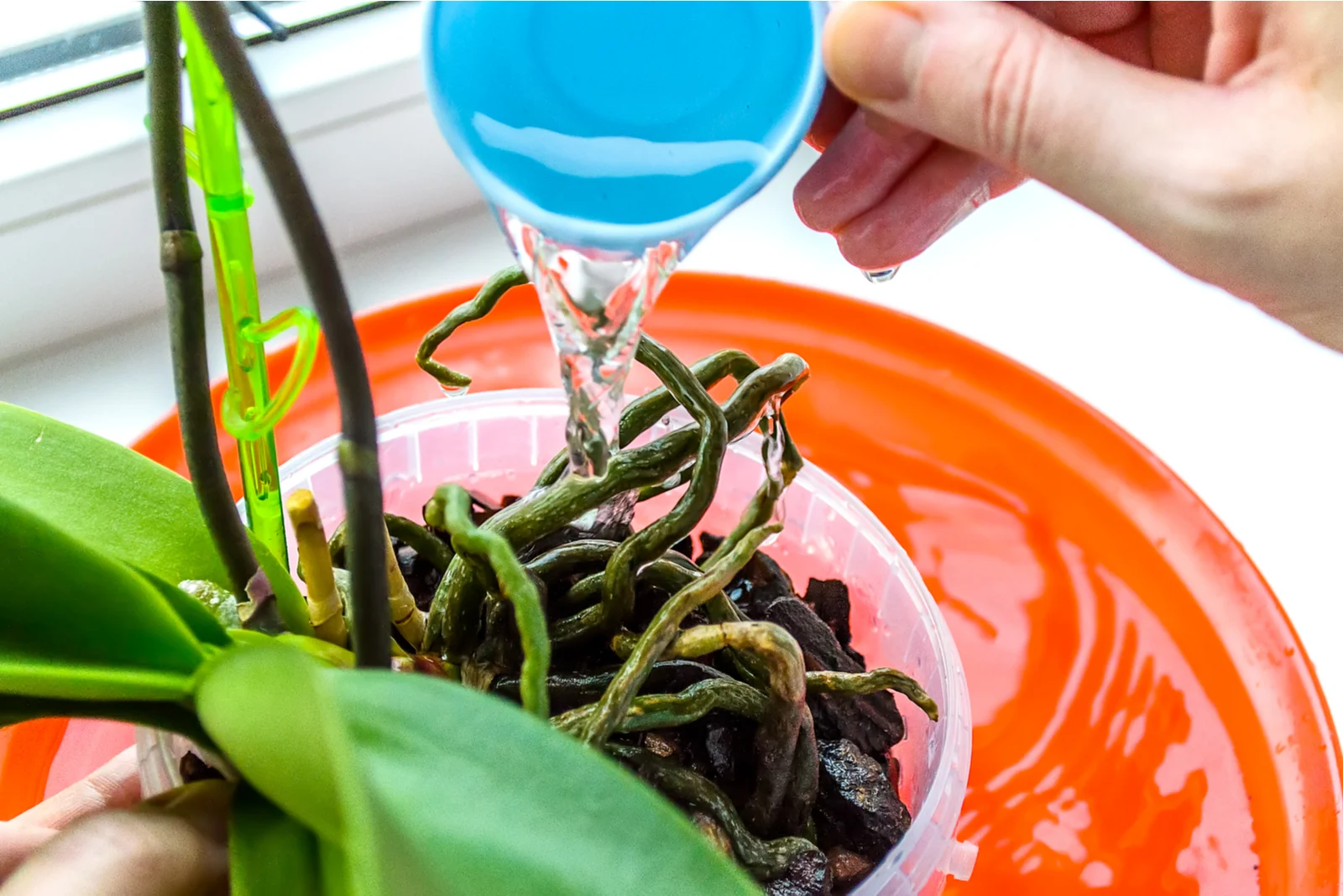 woman watering an orchid plant