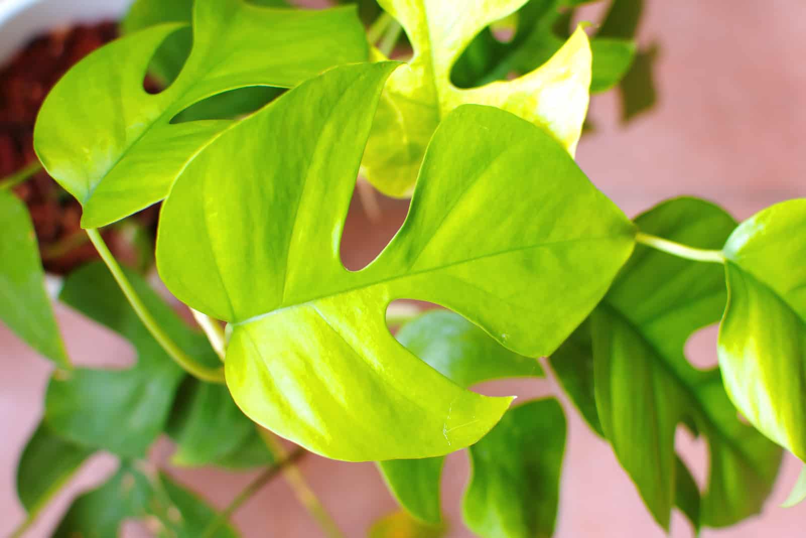 yellow leaf of mini monstera plant