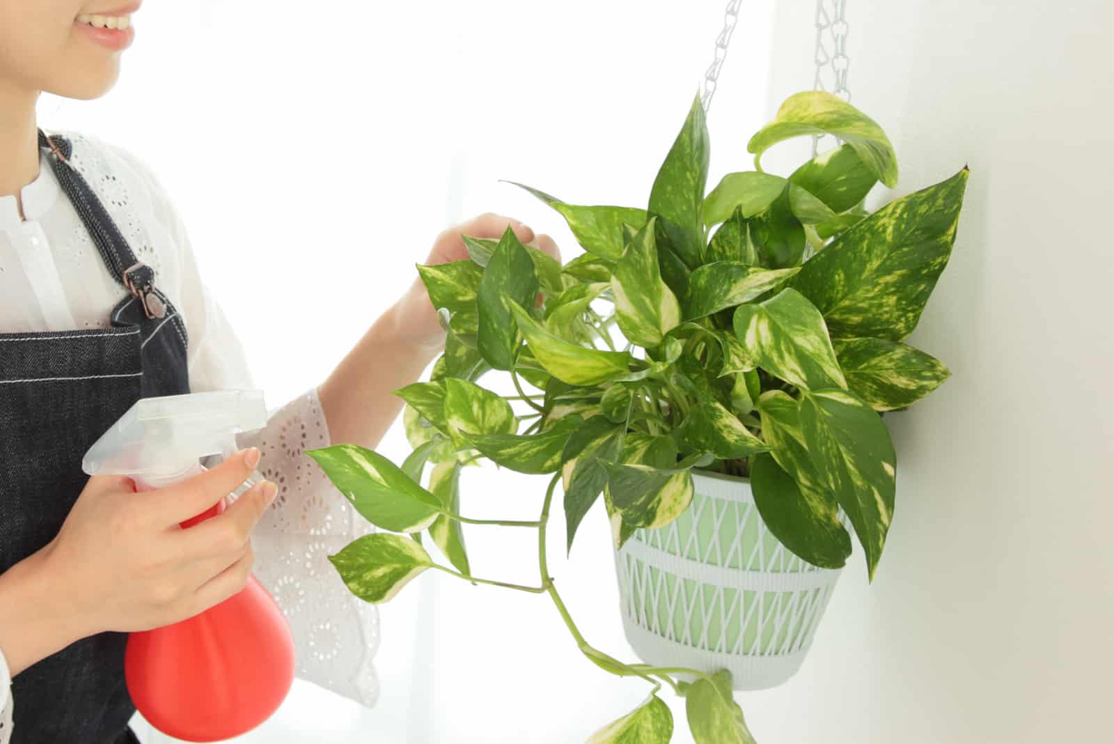young woman watering Pothos plant