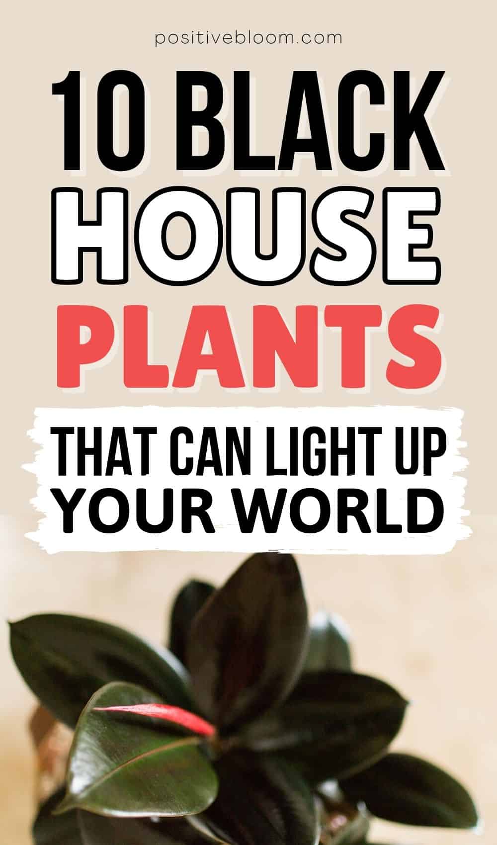 10 Black House Plants That Can Light Up Your World