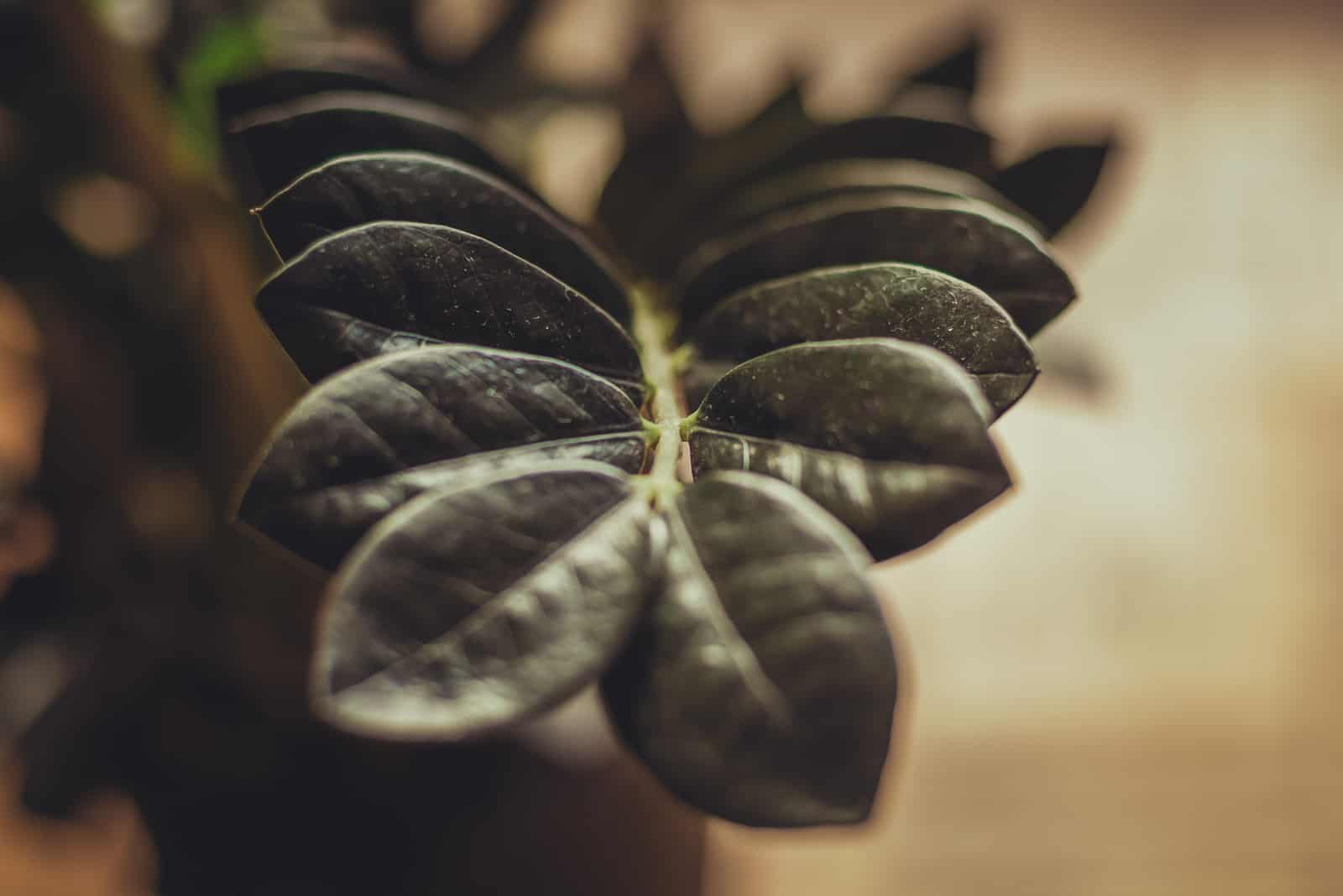 10 Black House Plants That Can Light Up Your World