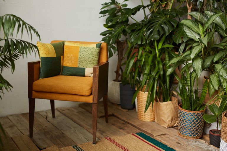 plants with spiky leaves indoor