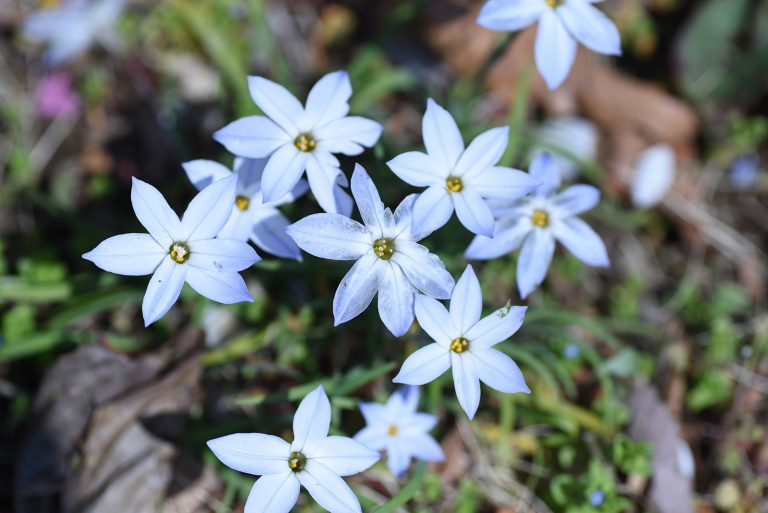 star shaped flowers in garden