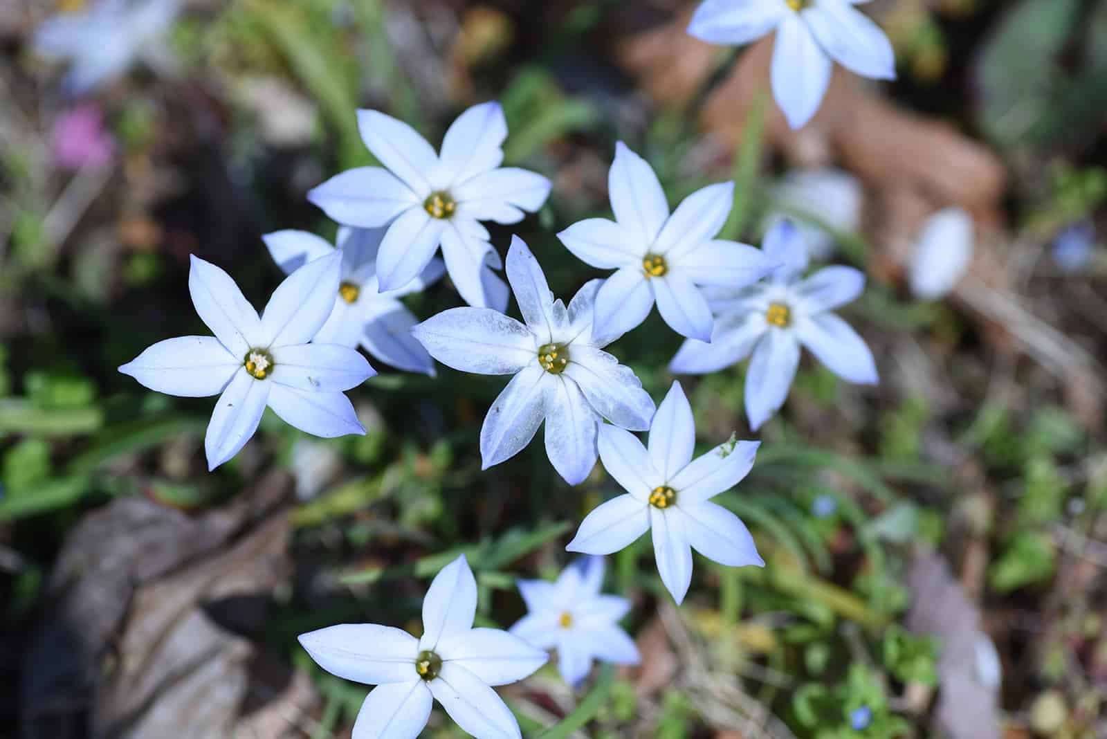 10 Star Shaped Flower Varieties For Every Garden