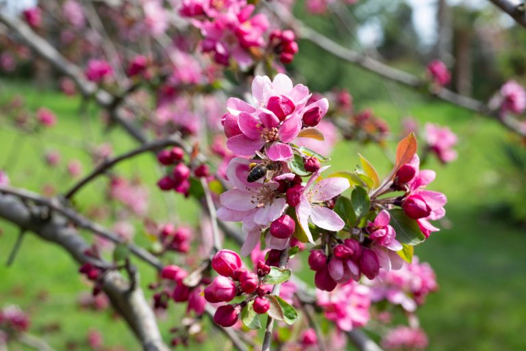 purple flowers Crabapple