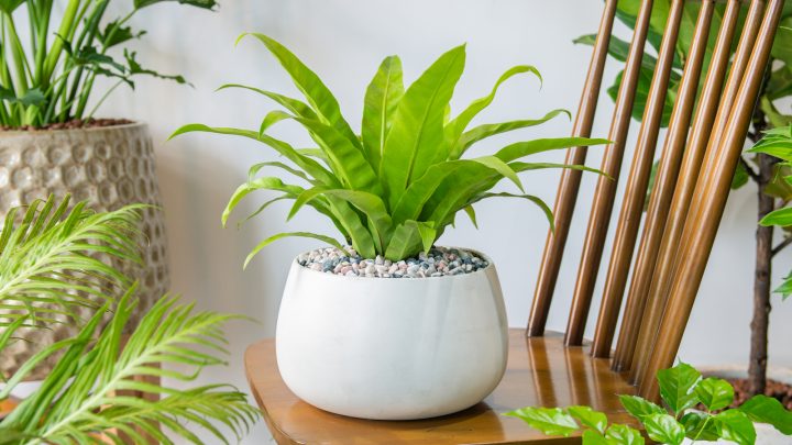 14 Japanese Indoor Plants That Portray Japanese Aesthetic
