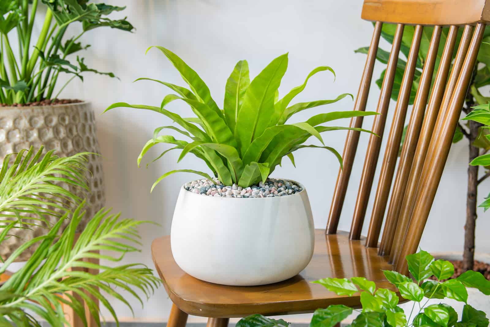 14 Japanese Indoor Plants That Portray Japanese Aesthetic