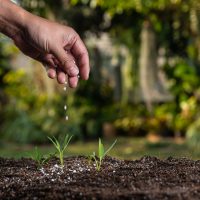 hand applying fertilizer on plant