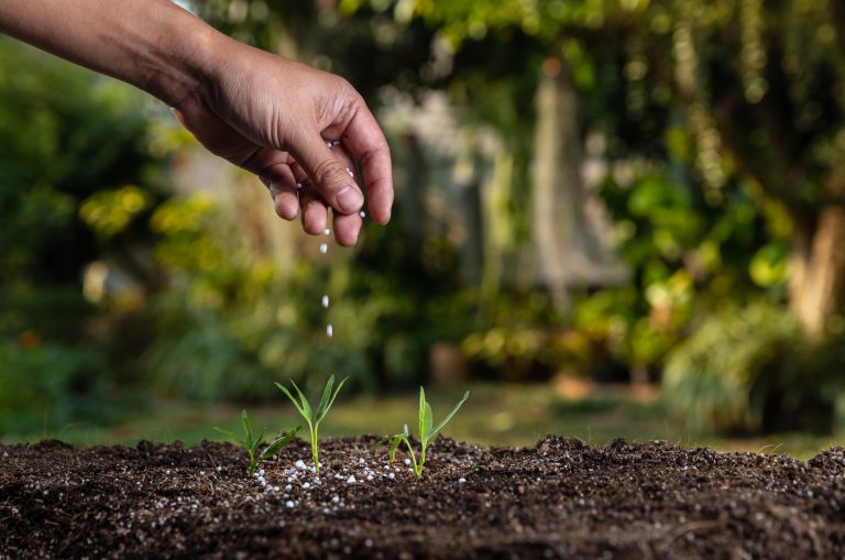hand applying fertilizer on plant