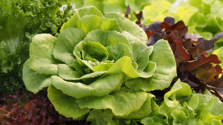 5 Reasons For Bitter Lettuce And How To Prevent It