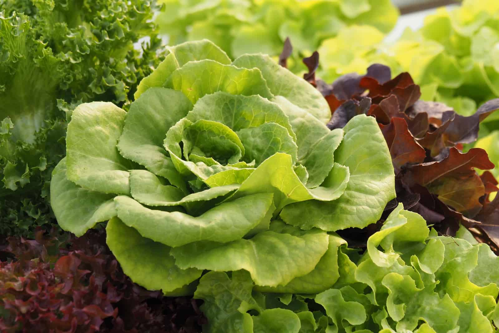 5 Reasons For Bitter Lettuce And How To Prevent It
