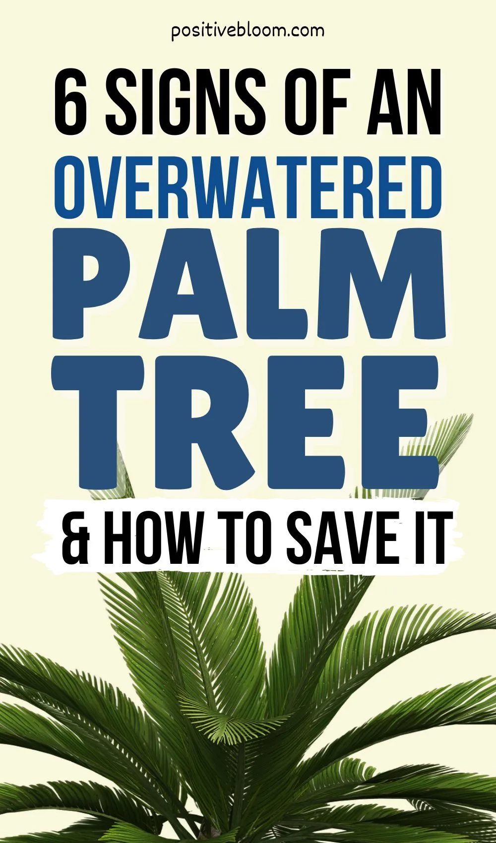 6 Signs Of An Overwatered Palm Tree And How To Save It Pinterest