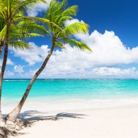 palm trees on the beautiful tropical beach