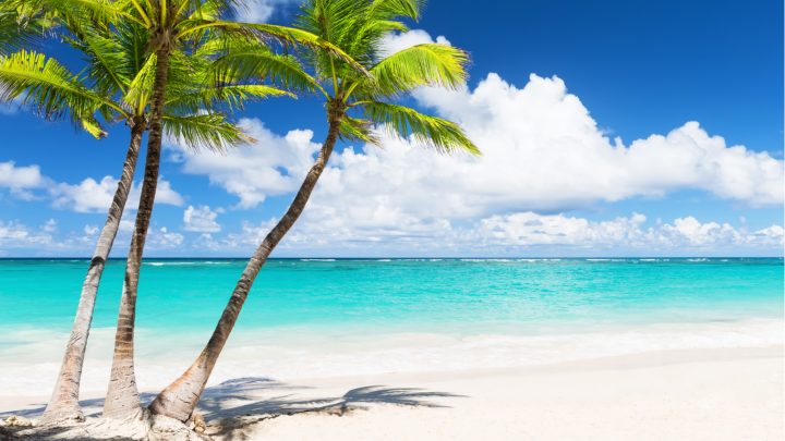 70 Palm Tree Quotes & Sayings To Describe Tropical Beauty