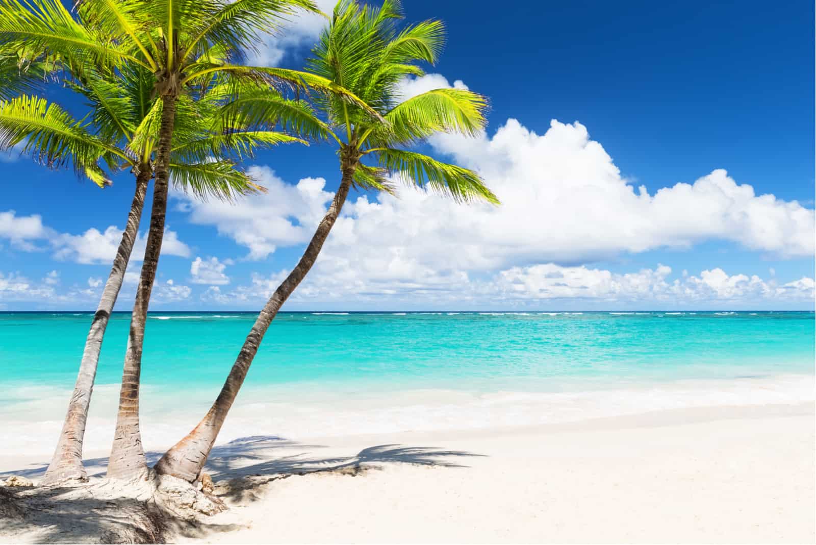 70 Palm Tree Quotes & Sayings To Describe Tropical Beauty