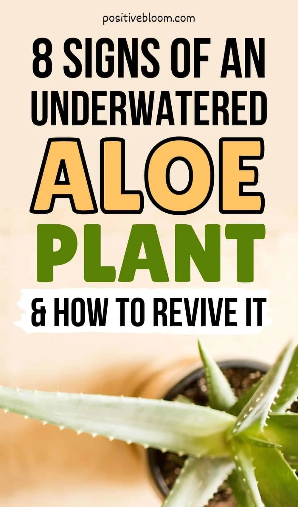 8 Signs Of An Underwatered Aloe Plant And How To Revive It