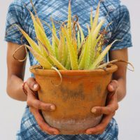 man holding aloe plant