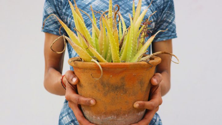 8 Signs Of An Underwatered Aloe Plant And How To Revive It