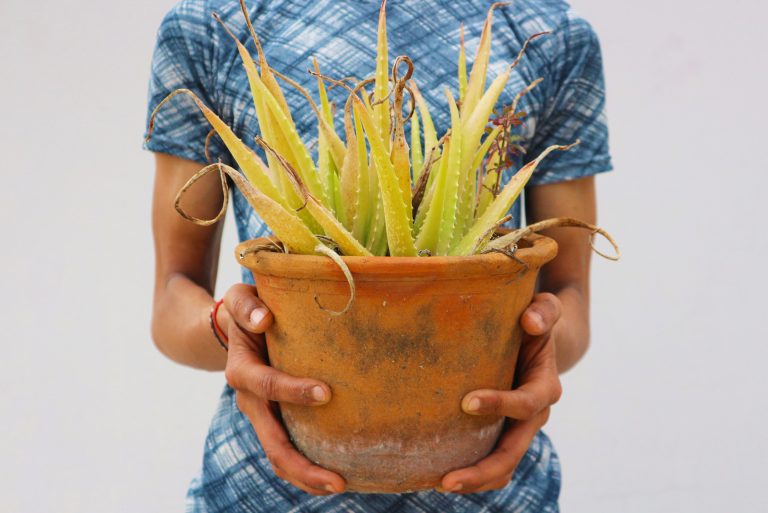 man holding aloe plant