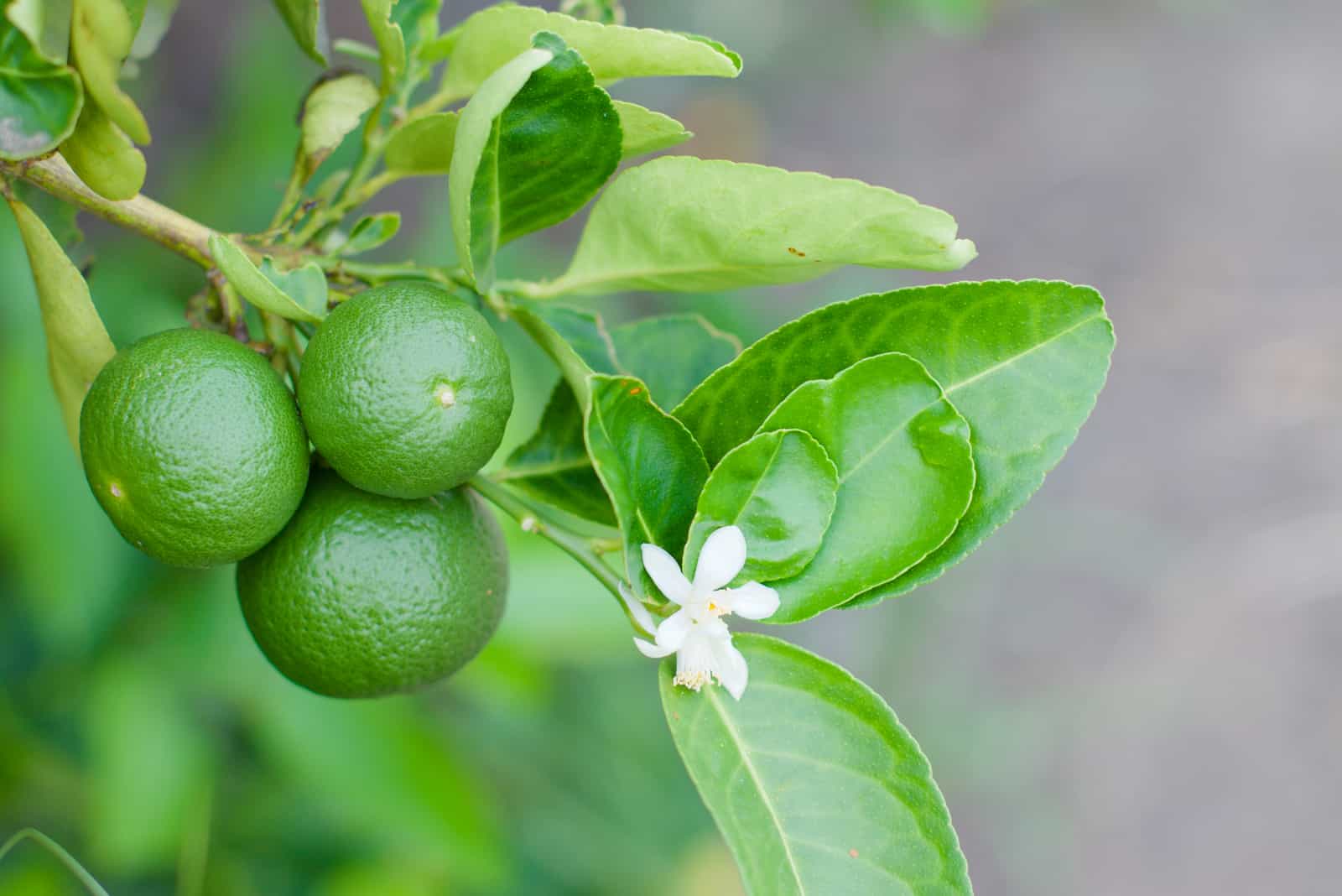 9 Reasons Why You Still Have Unripe Green Lemons In The Garden