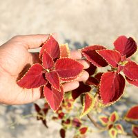 a hand holding a plant with red leaves