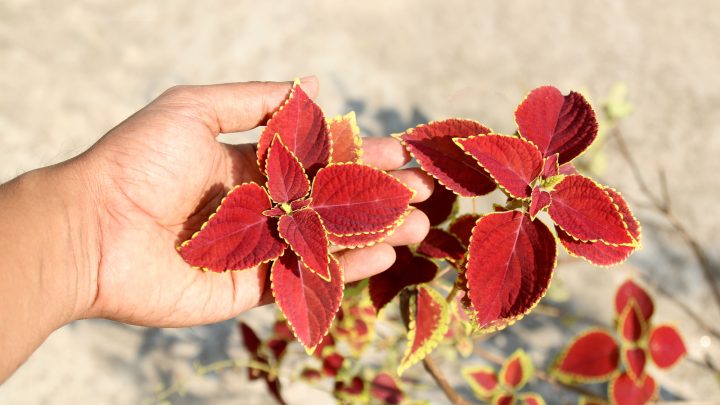 A List Of Plants With Red Leaves (+ Red & Green Leaf Cultivars)