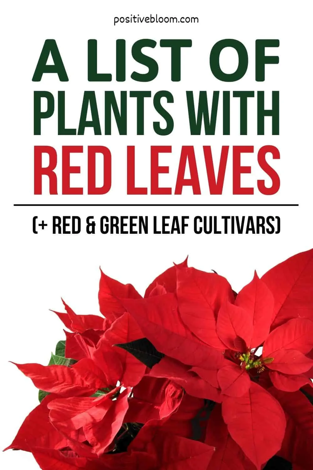 A List Of Plants With Red Leaves (+ Red & Green Leaf Cultivars) Pinterest