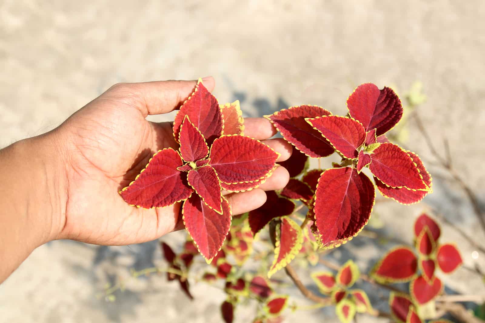 A List Of Plants With Red Leaves (+ Red & Green Leaf Cultivars)