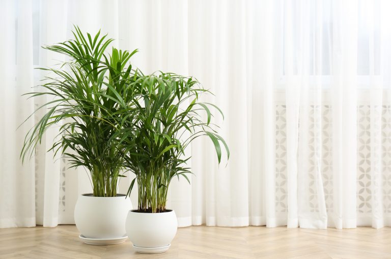 Beautiful indoor palm plants on floor in room