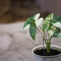 alocasia macrorrizhos variegata plant