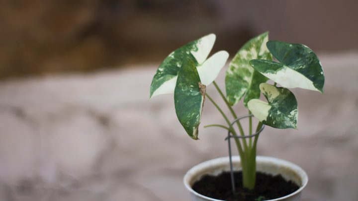 How To Take Care Of Alocasia Odora Variegata: Complete Care Guide