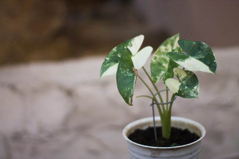 alocasia macrorrizhos variegata plant