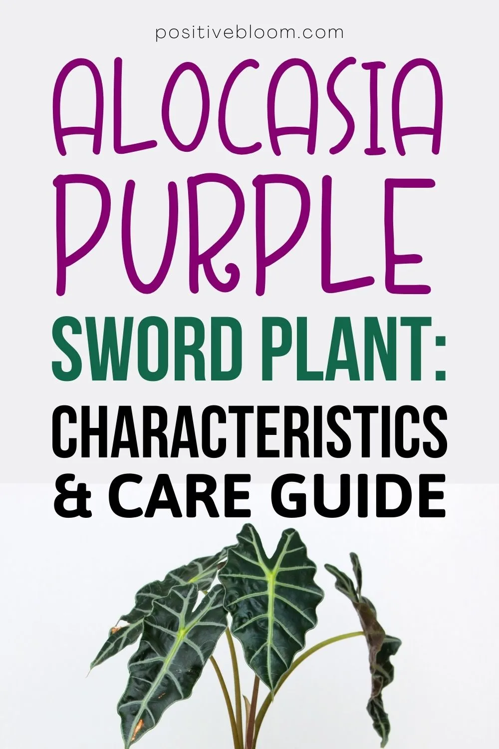 Alocasia Purple Sword Plant Characteristics And Care Guide (1)
