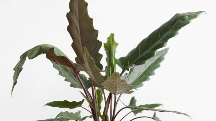 Alocasia Purple Sword Plant: Characteristics And Care Guide