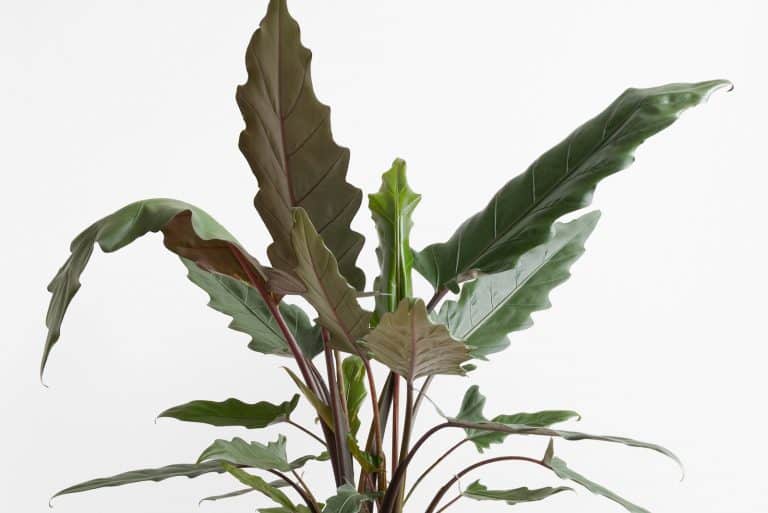 Alocasia Purple Sword plant