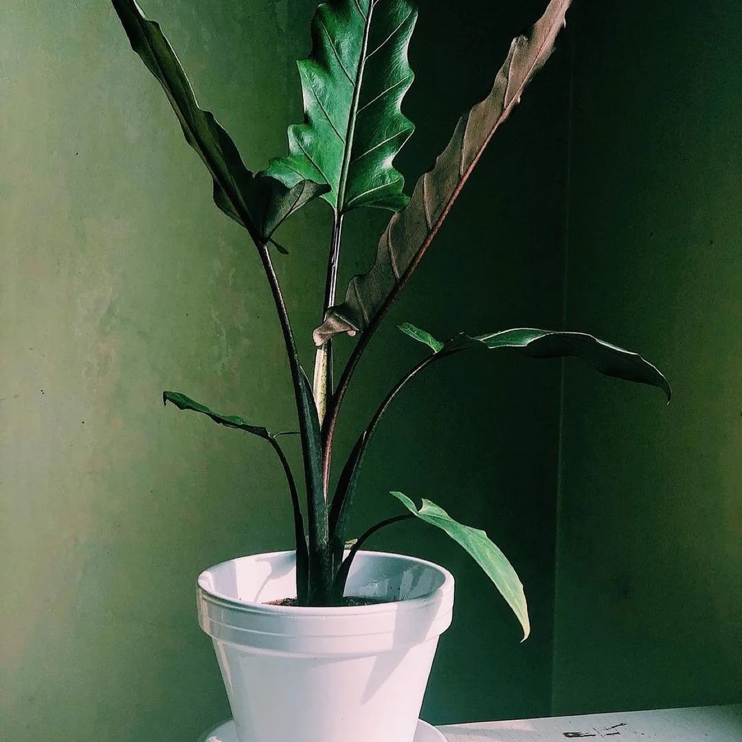 Alocasia Purple Sword in white pot with green wall behind