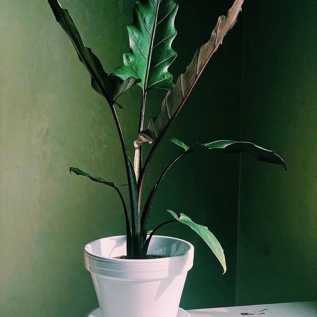 Alocasia Purple Sword Plant: Characteristics And Care Guide