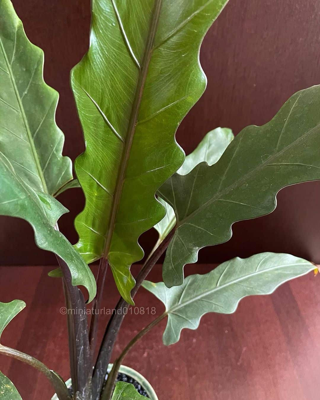 Alocasia Purple Sword leaf