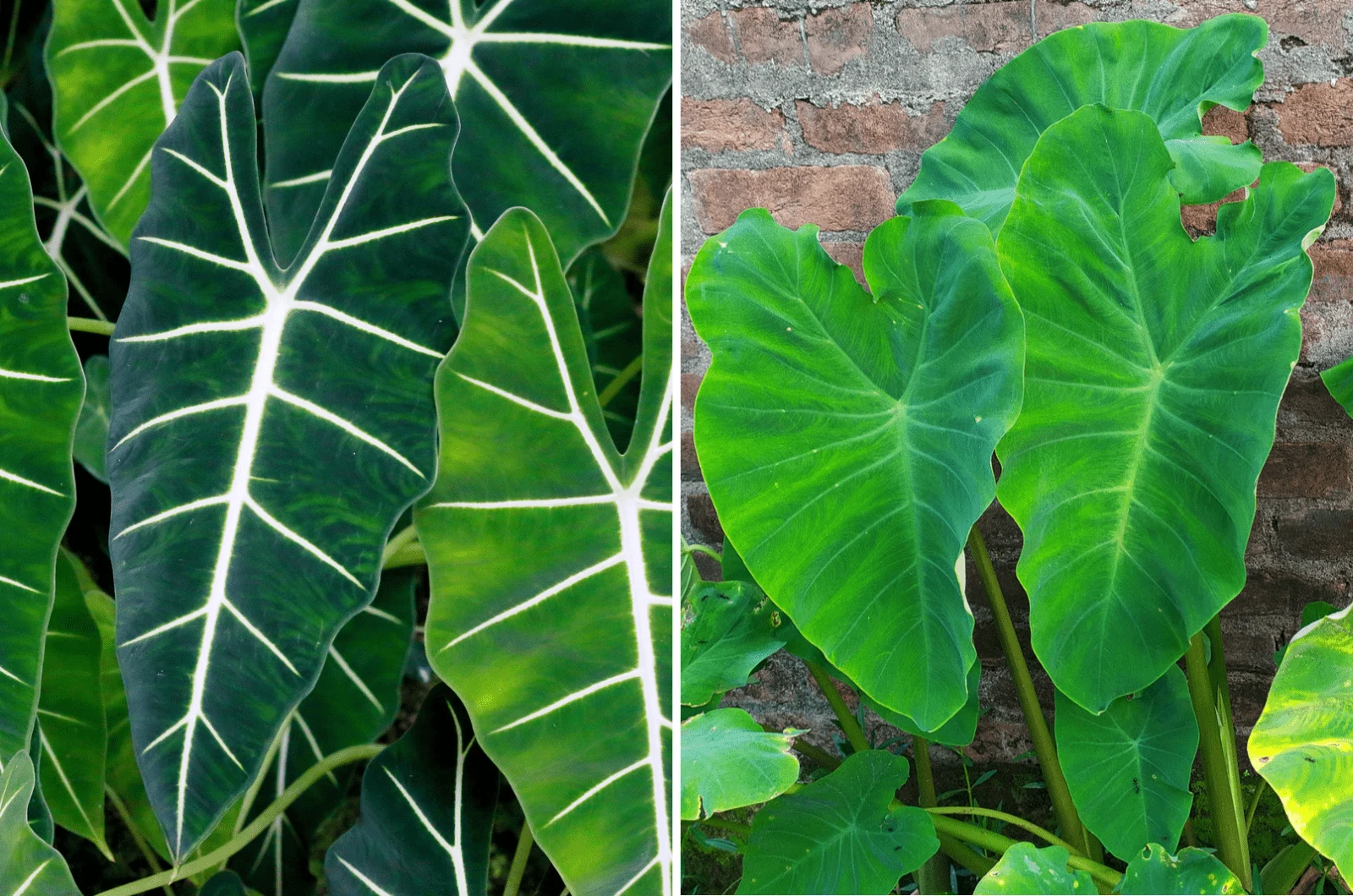 are elephant ear plants toxic to dogs