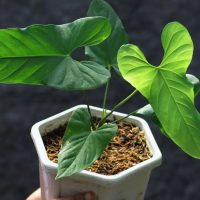 Anthurium Balaoanum plant in white pot holding by gardener