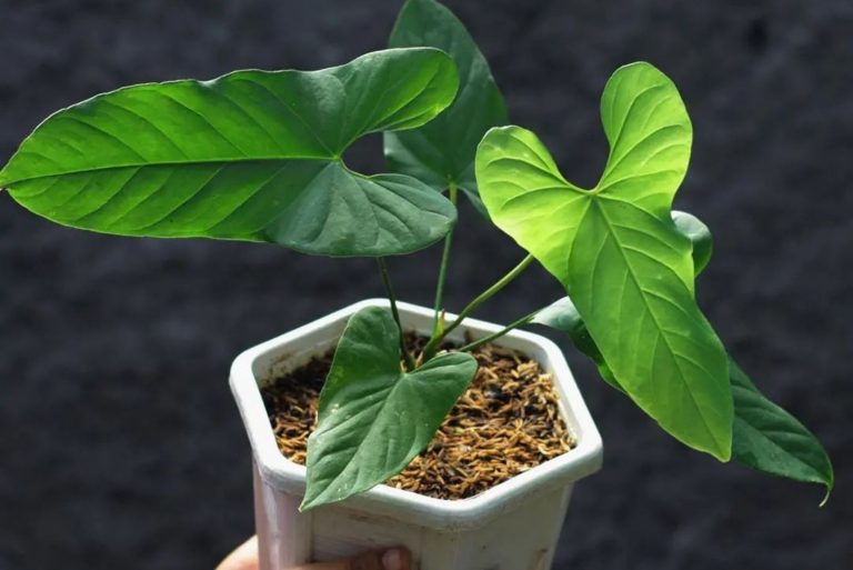 Anthurium Balaoanum plant in white pot holding by gardener