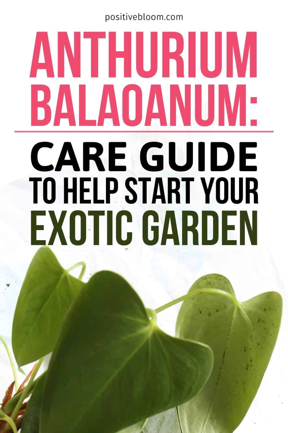 Anthurium Balaoanum Care Guide To Help Start Your Exotic Garden Pinterest