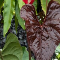 Anthurium Chamberlainii