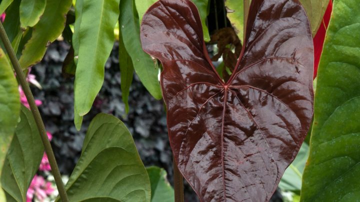 Anthurium Chamberlainii: Features, Care & Common Issues