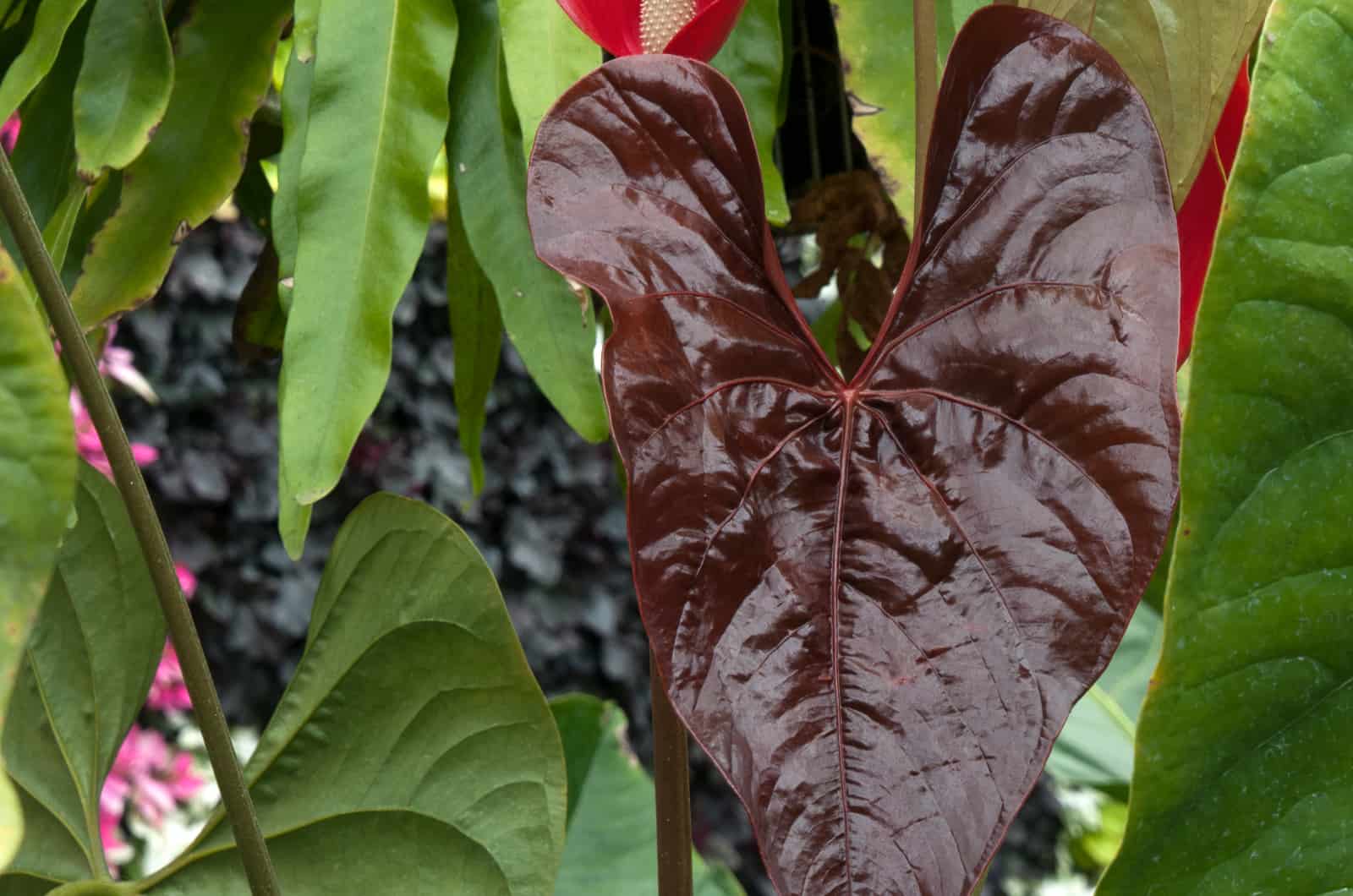 Anthurium Chamberlainii: Features, Care & Common Issues