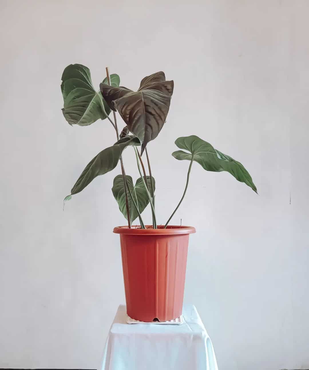Anthurium Chamberlainii in a pot
