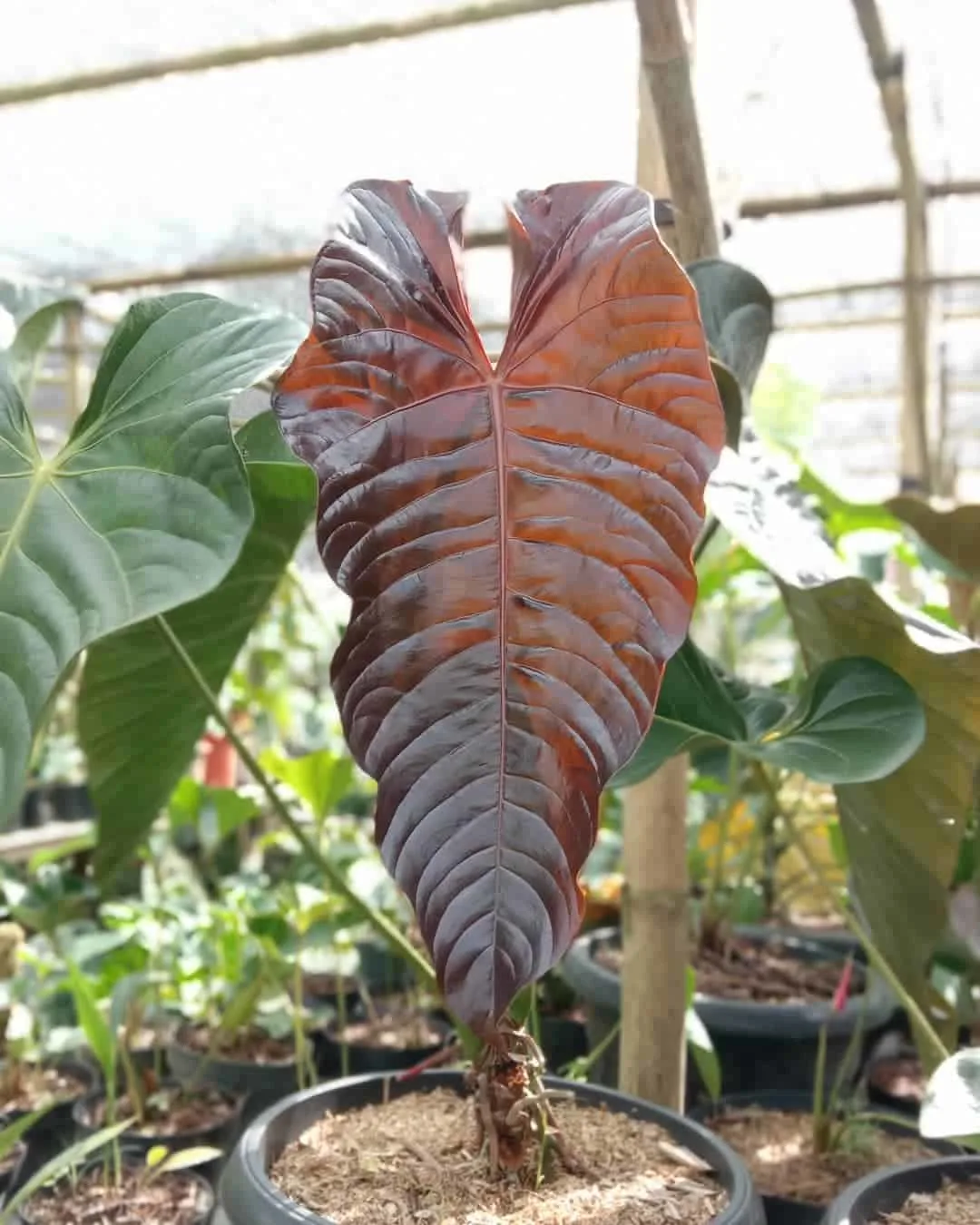 Anthurium Chamberlainii leaf