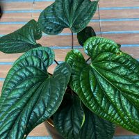 Anthurium Radicans in a pot