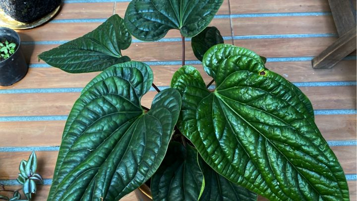 Anthurium Radicans: Features, Care, And Common Issues